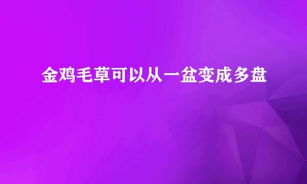 金鸡毛草可以从一盆变成多盘