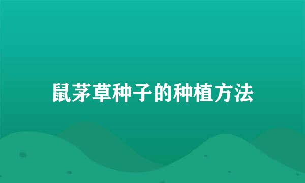 鼠茅草种子的种植方法