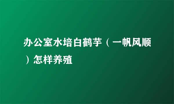 办公室水培白鹤芋（一帆风顺）怎样养殖