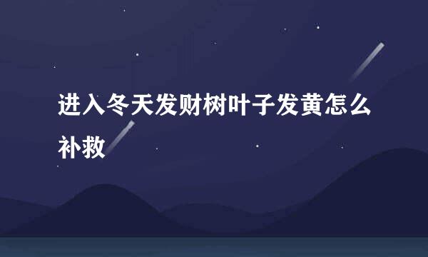 进入冬天发财树叶子发黄怎么补救