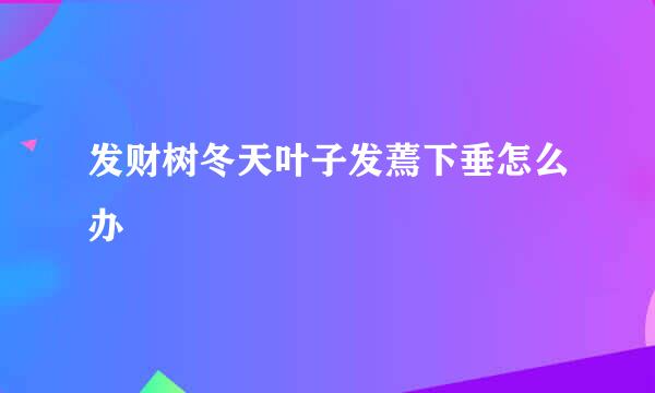 发财树冬天叶子发蔫下垂怎么办
