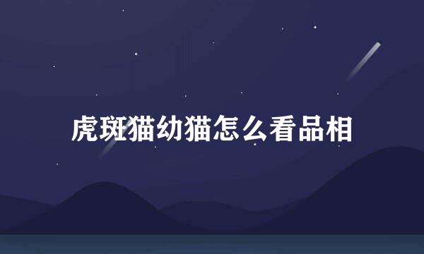 虎斑猫幼猫怎么看品相