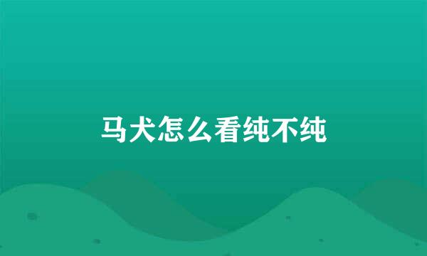 马犬怎么看纯不纯