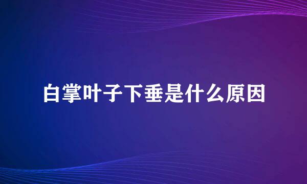 白掌叶子下垂是什么原因