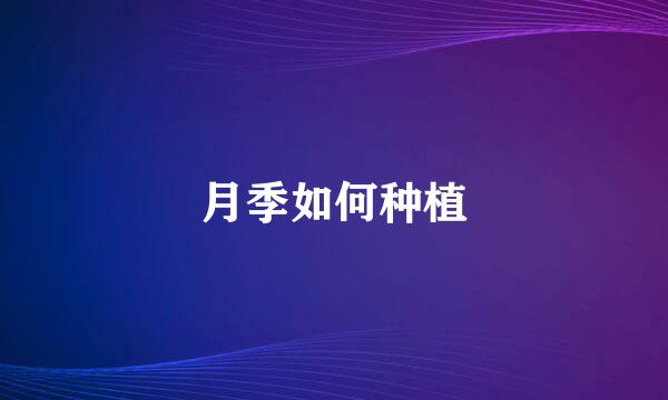 月季如何种植