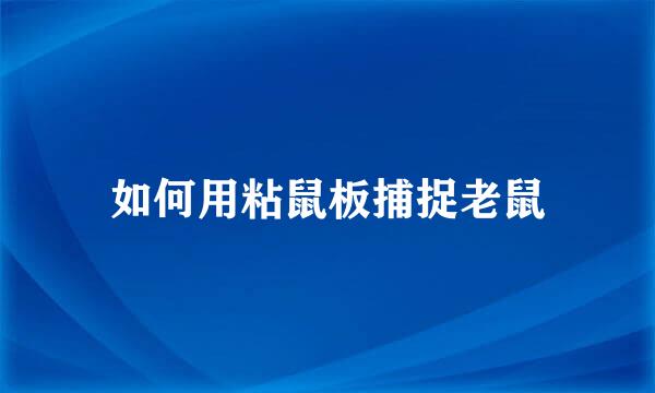 如何用粘鼠板捕捉老鼠