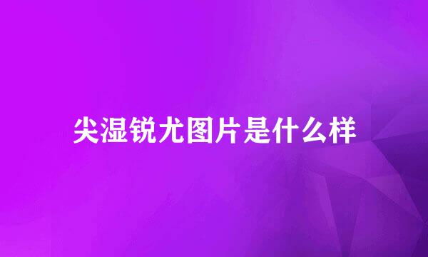 尖湿锐尤图片是什么样