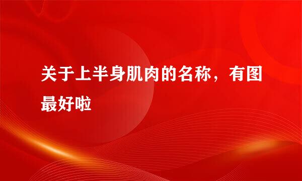 关于上半身肌肉的名称，有图最好啦
