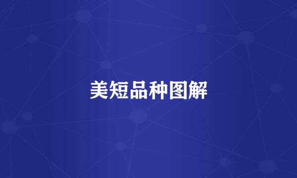 美短品种图解