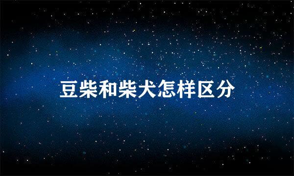 豆柴和柴犬怎样区分
