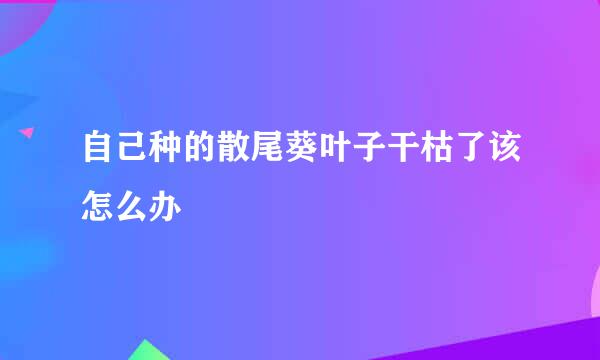 自己种的散尾葵叶子干枯了该怎么办