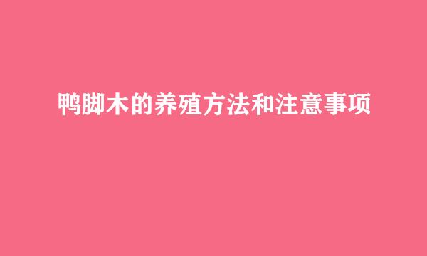 鸭脚木的养殖方法和注意事项
