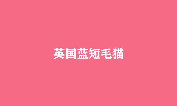 英国蓝短毛猫