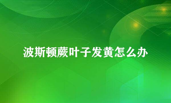 波斯顿蕨叶子发黄怎么办