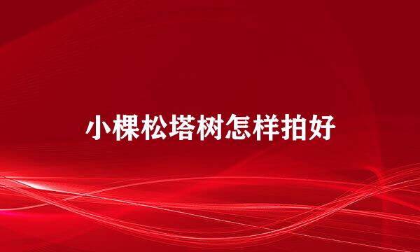 小棵松塔树怎样拍好