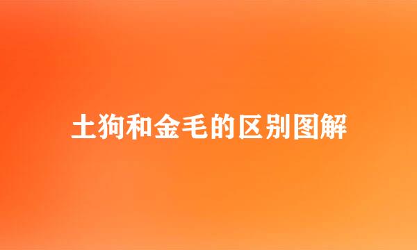 土狗和金毛的区别图解