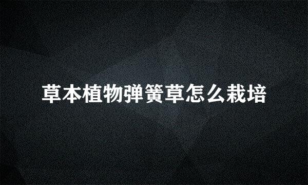 草本植物弹簧草怎么栽培