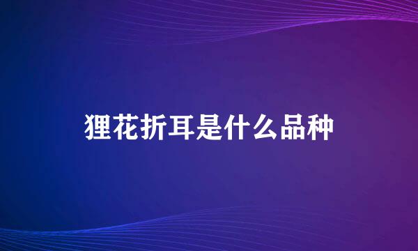 狸花折耳是什么品种