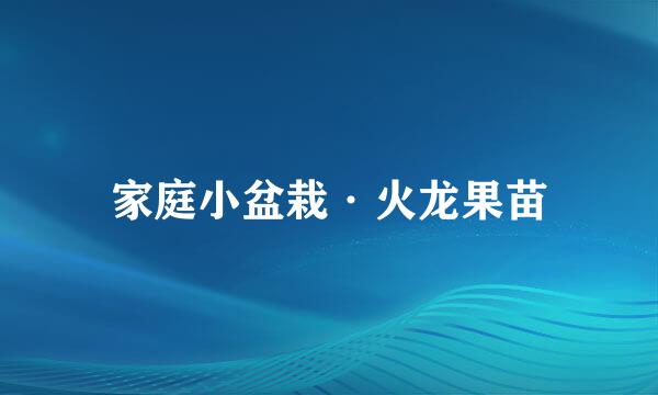 家庭小盆栽·火龙果苗
