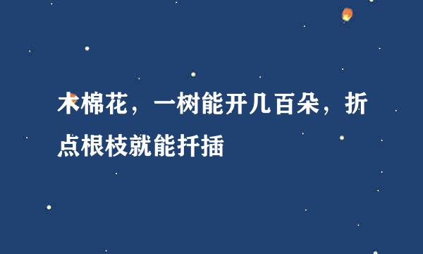 木棉花,一树能开几百朵,折点根枝就能扦插