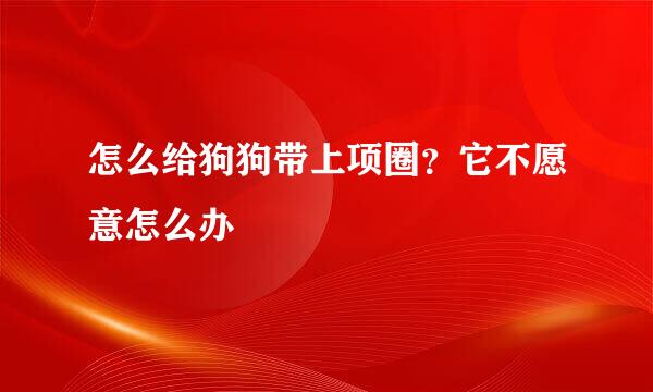 怎么给狗狗带上项圈？它不愿意怎么办