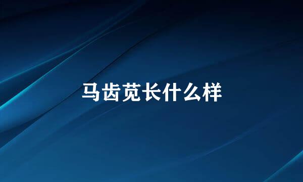 马齿苋长什么样