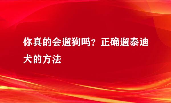 你真的会遛狗吗？正确遛泰迪犬的方法