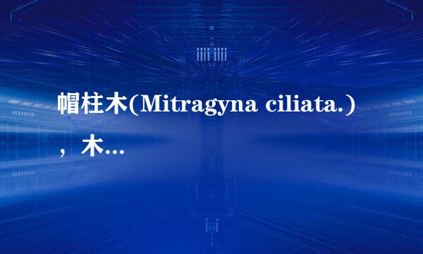 帽柱木(Mitragyna ciliata.),木头云木材百科