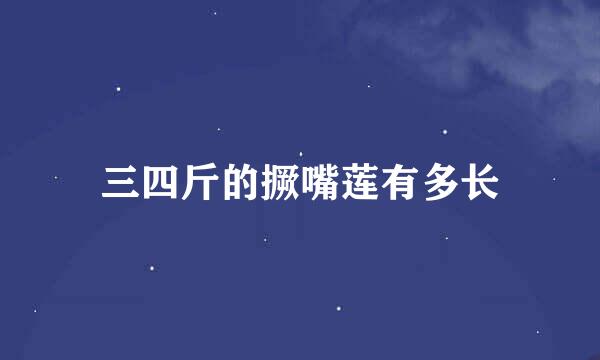 三四斤的撅嘴莲有多长