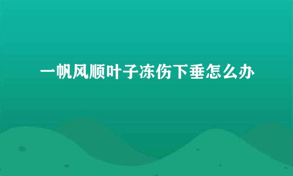 一帆风顺叶子冻伤下垂怎么办