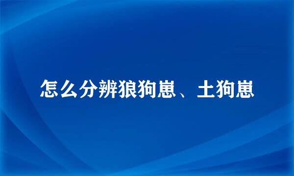 怎么分辨狼狗崽、土狗崽
